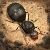 小小蚁国国际版(The Ants)